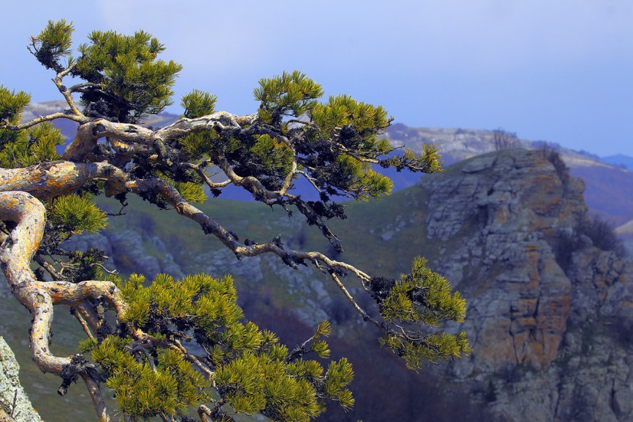 Араукария Араукана