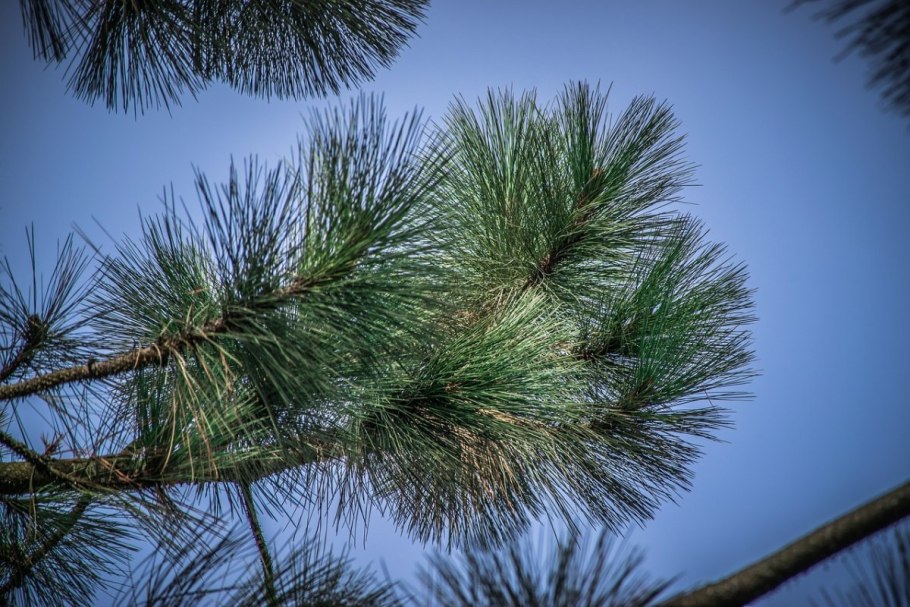 Южная сосна