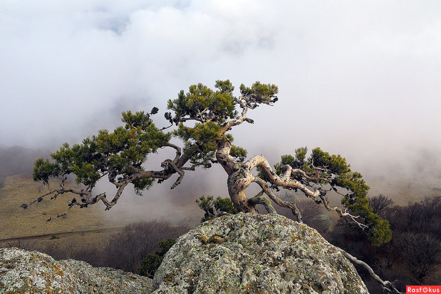 Хвойная араукария