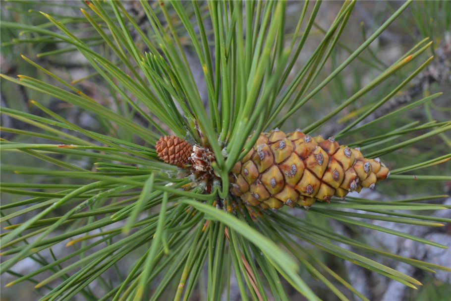 Сосна Палласа Pinus pallasiana