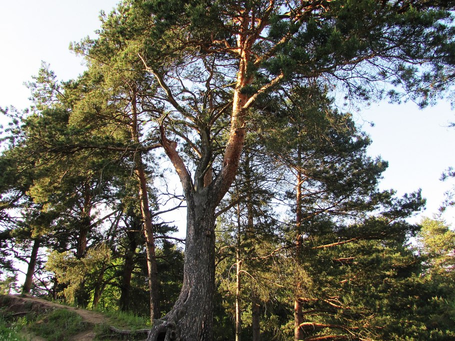 Канарская сосна Тенерифе