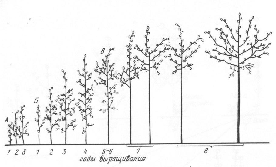 Виргинская лещина