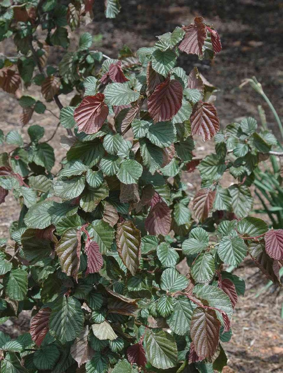 Фундук на шпалере