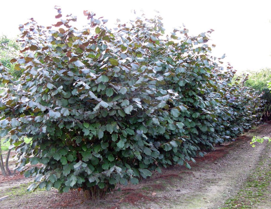Corylus avellana pendula