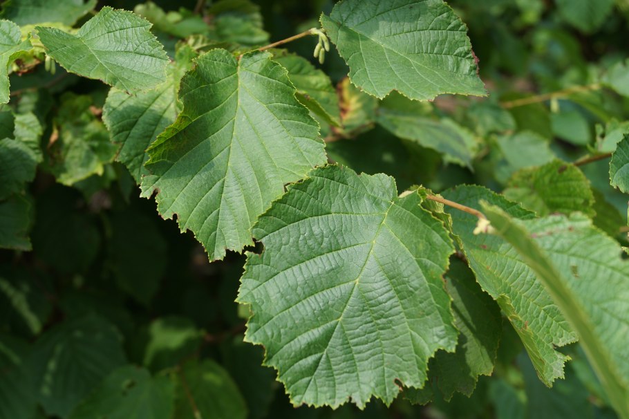Corylus heterophylla
