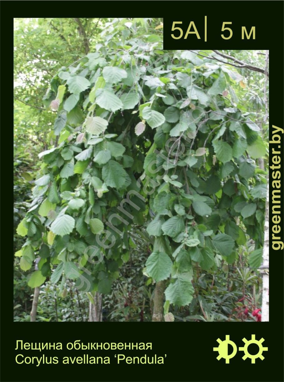 Лещина куст