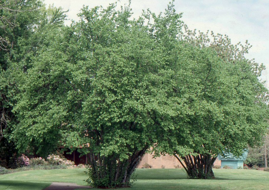 Лещина дуболистная