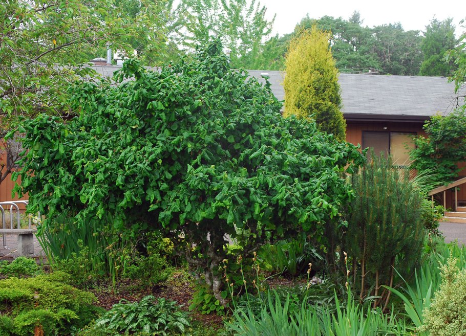 Лещина обыкновенная краснолистная