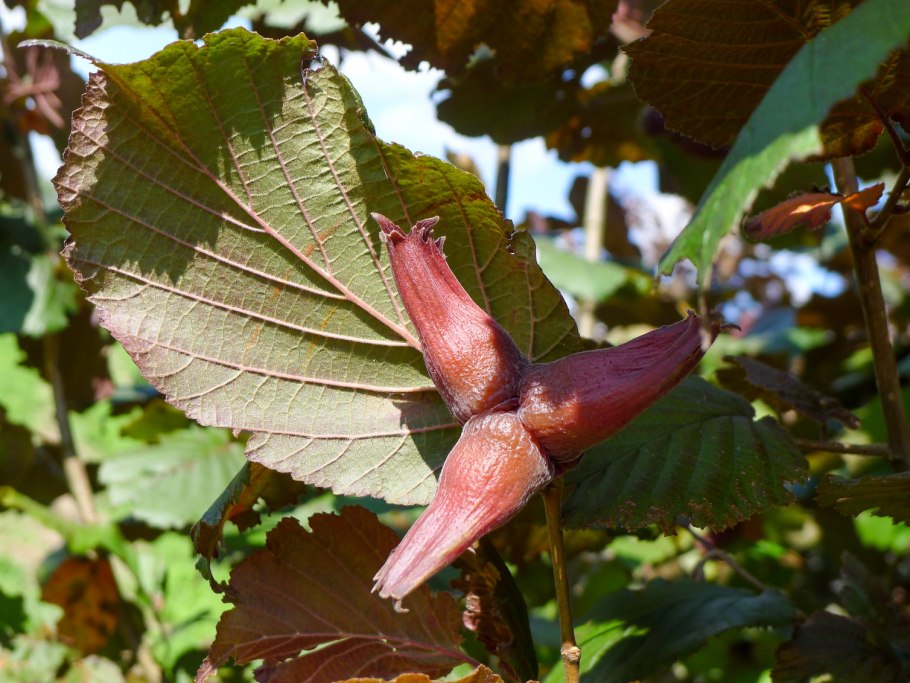 Лещина обыкновенная Пурпуреа