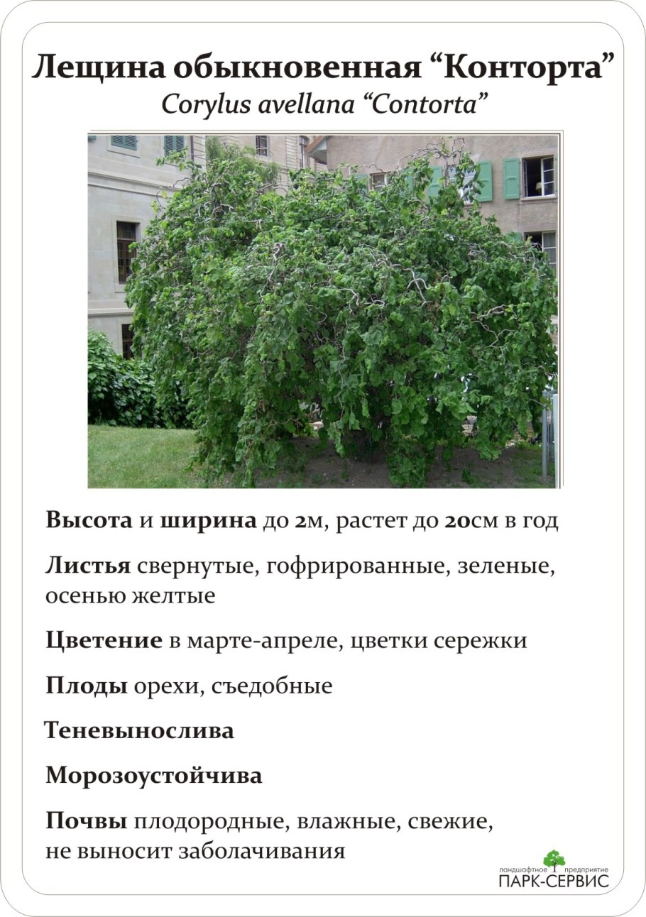 Граб обыкновенный Пендула