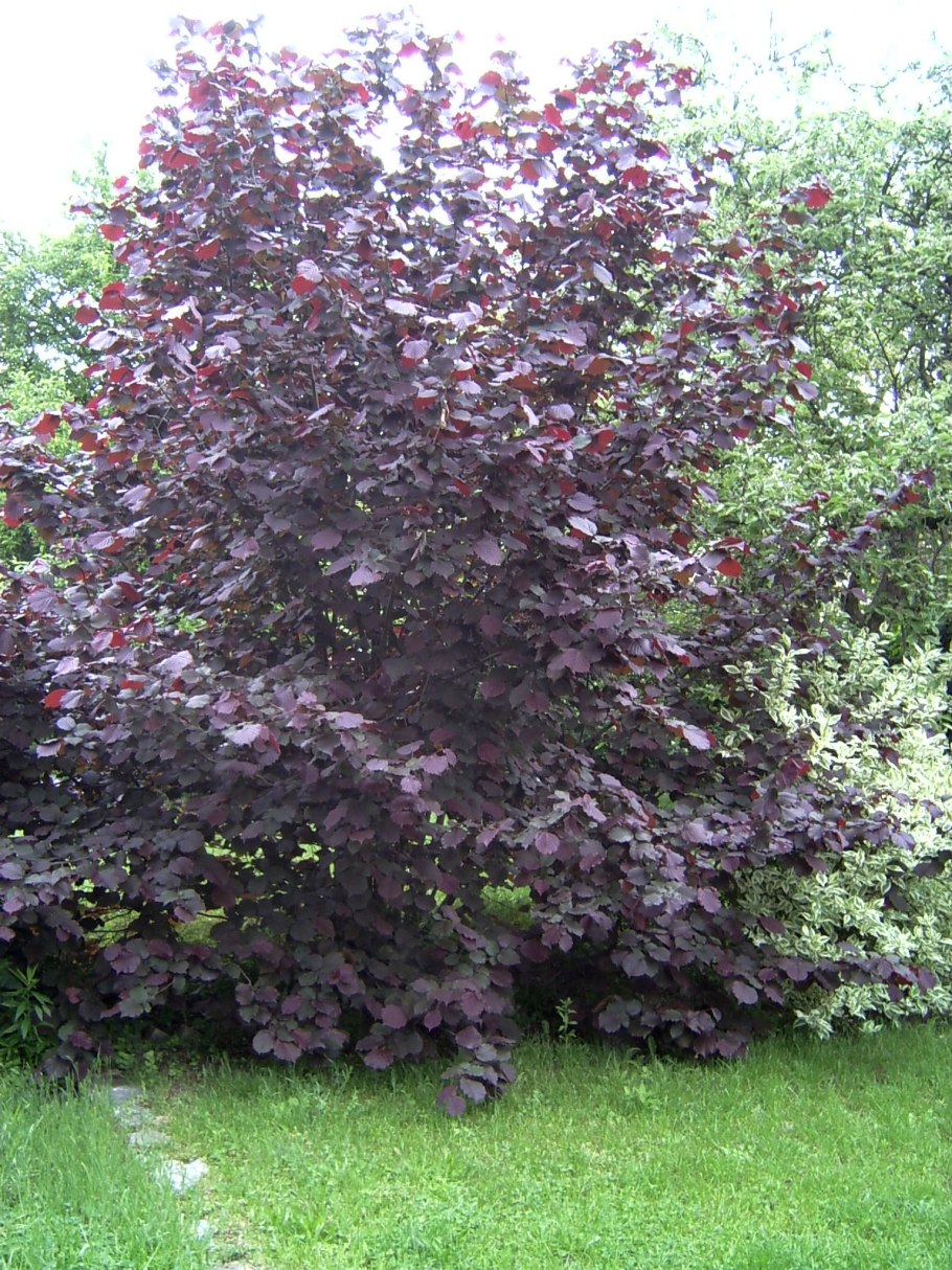 Лещина обыкновенная (Corylus avellana)