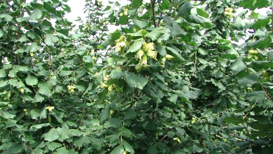 Каштан конский pyramidalis