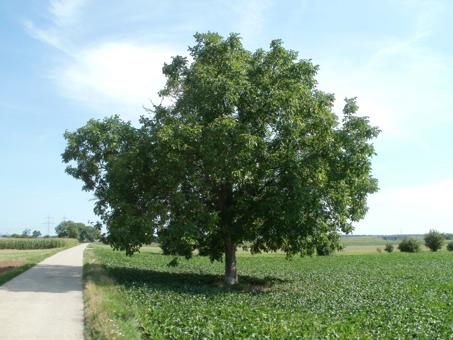 Бук Лесной Франкен на штамбе