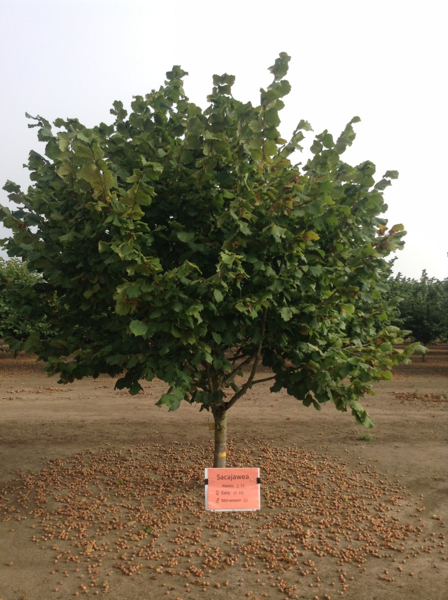 Лещина обыкновенная сирена