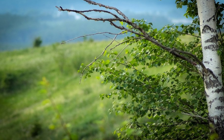 Береза повислая весной