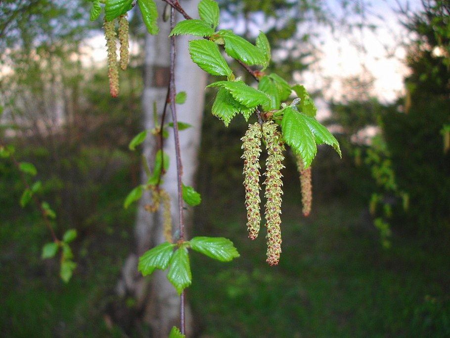 Береза пушистая Betula pubescens
