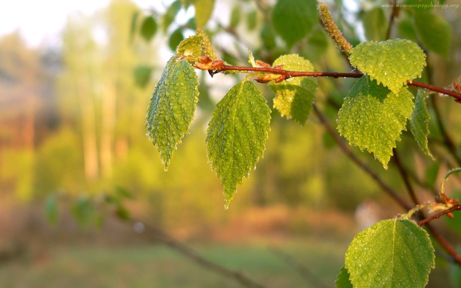 Русские деревья