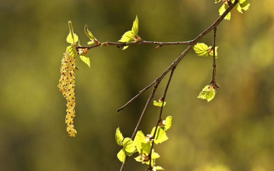 Береза пушистая цветение