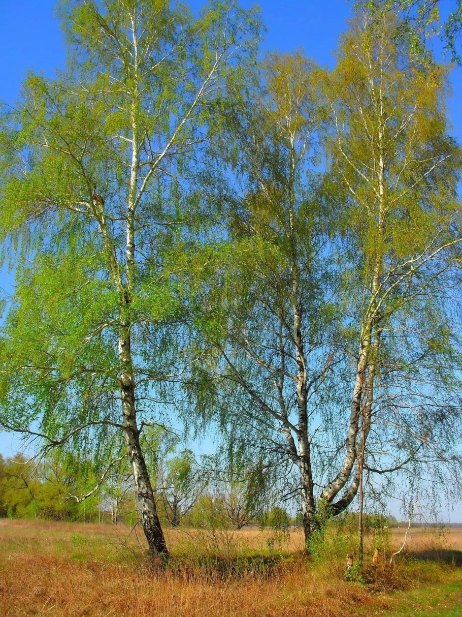 Береза бородавчатая