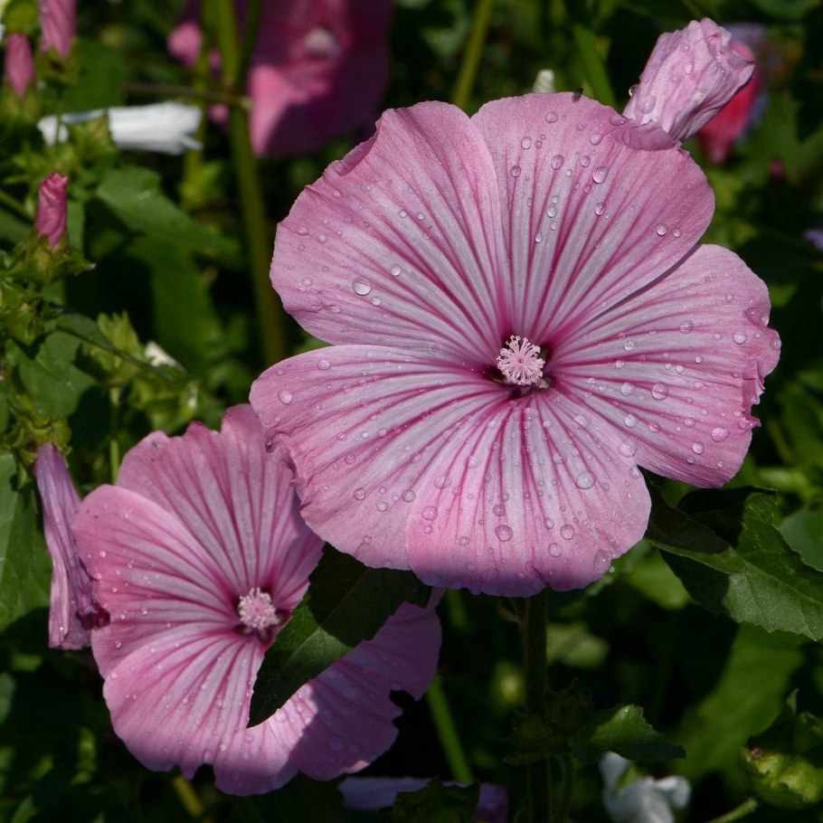 Лаватера "Lilac Lady"