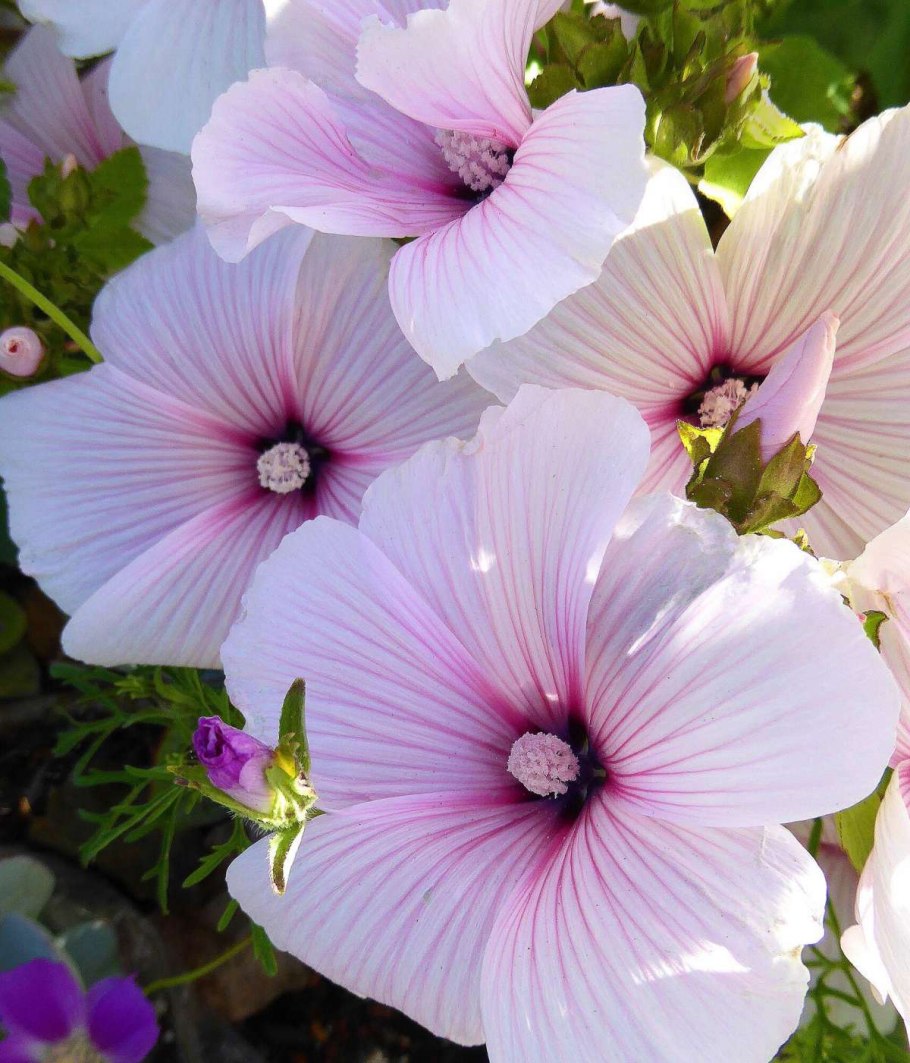 Лаватера (Lavatera)