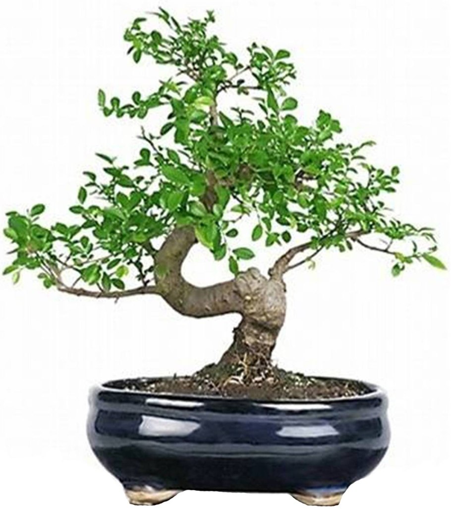 Дзельква бонсай