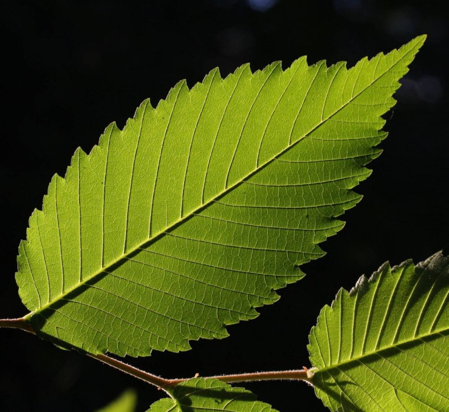 Вяз гладкий (Ulmus laevis)