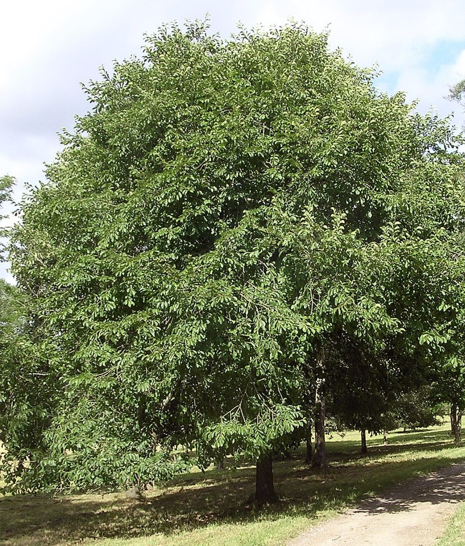 Zelkova schneideriana