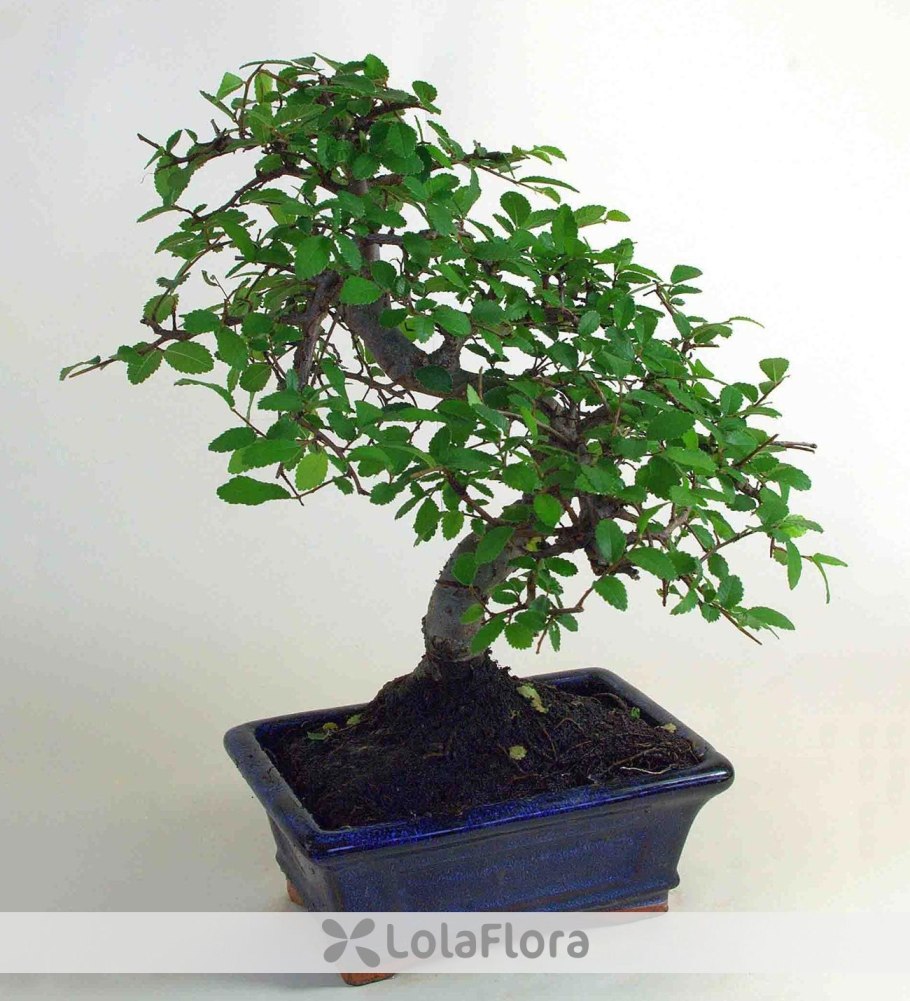 Бонсай Зелкова описание