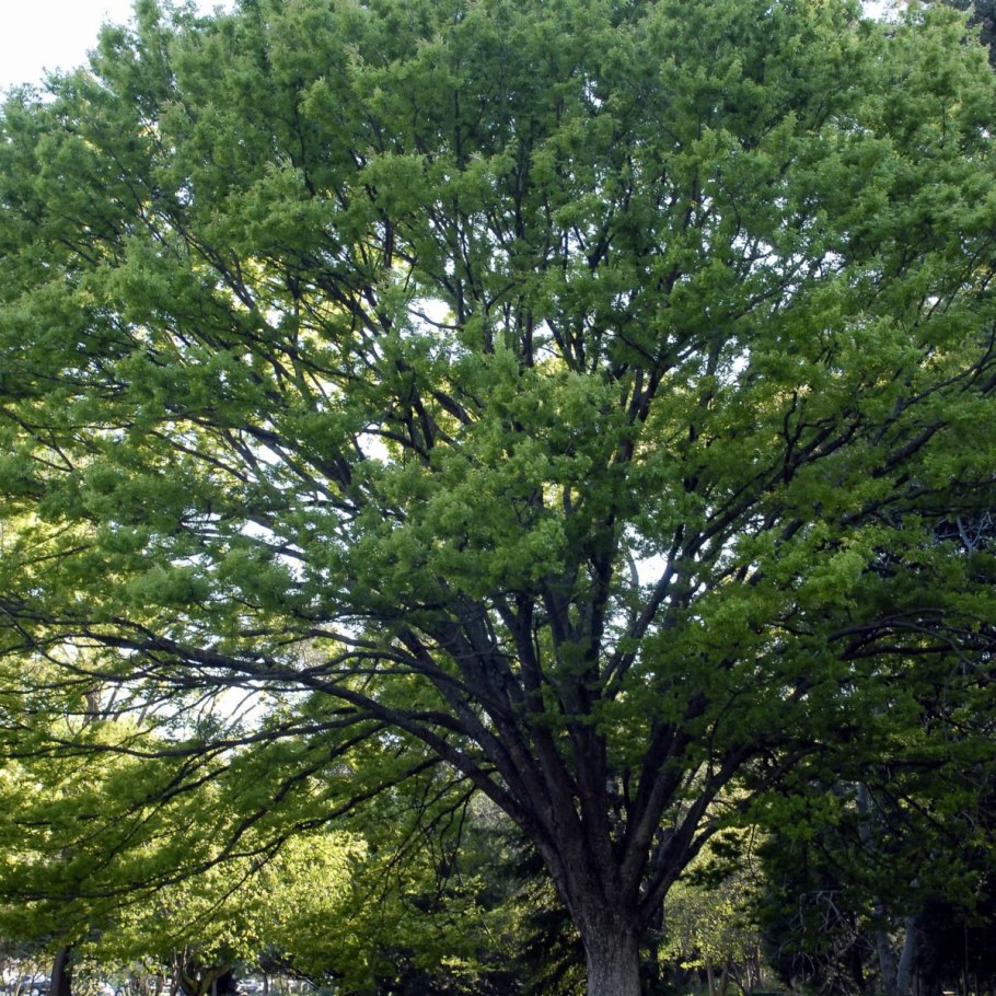 Zelkova – дзельква