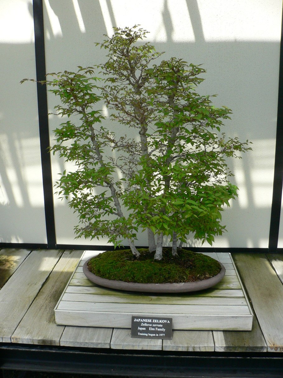 Chinese Elm - Ulmus parvifolia
