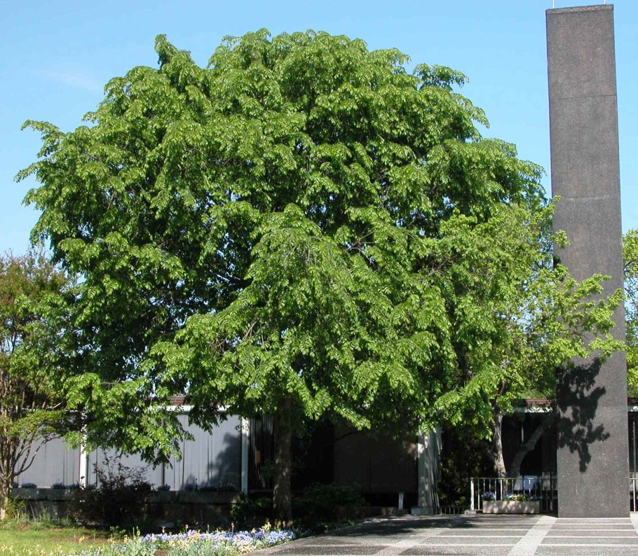 Zelkova бонсай