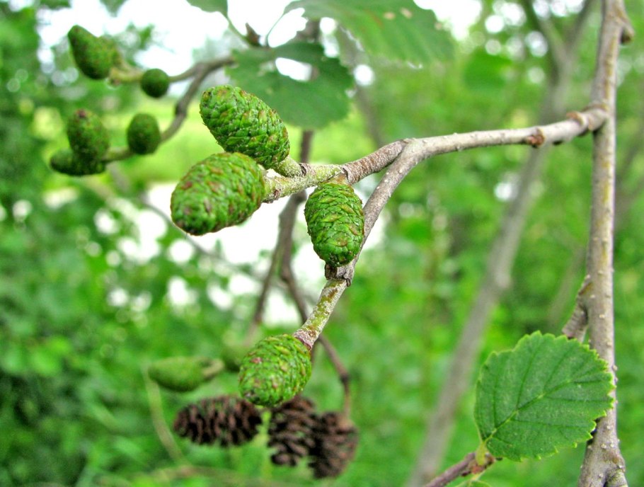 Ольха клейкая — Alnus glutinosa (l.) Gaertn.