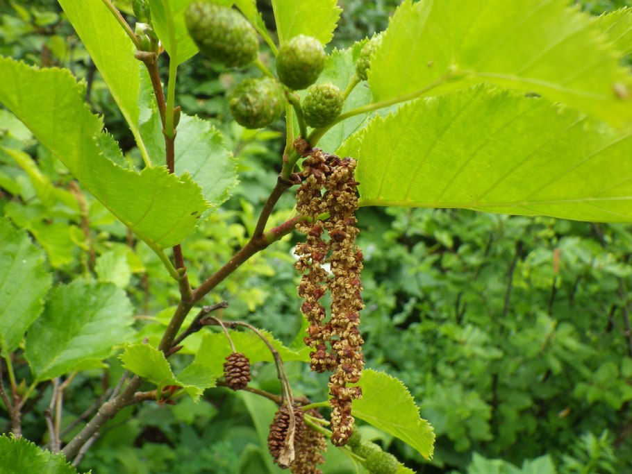 Alnus fruticosa