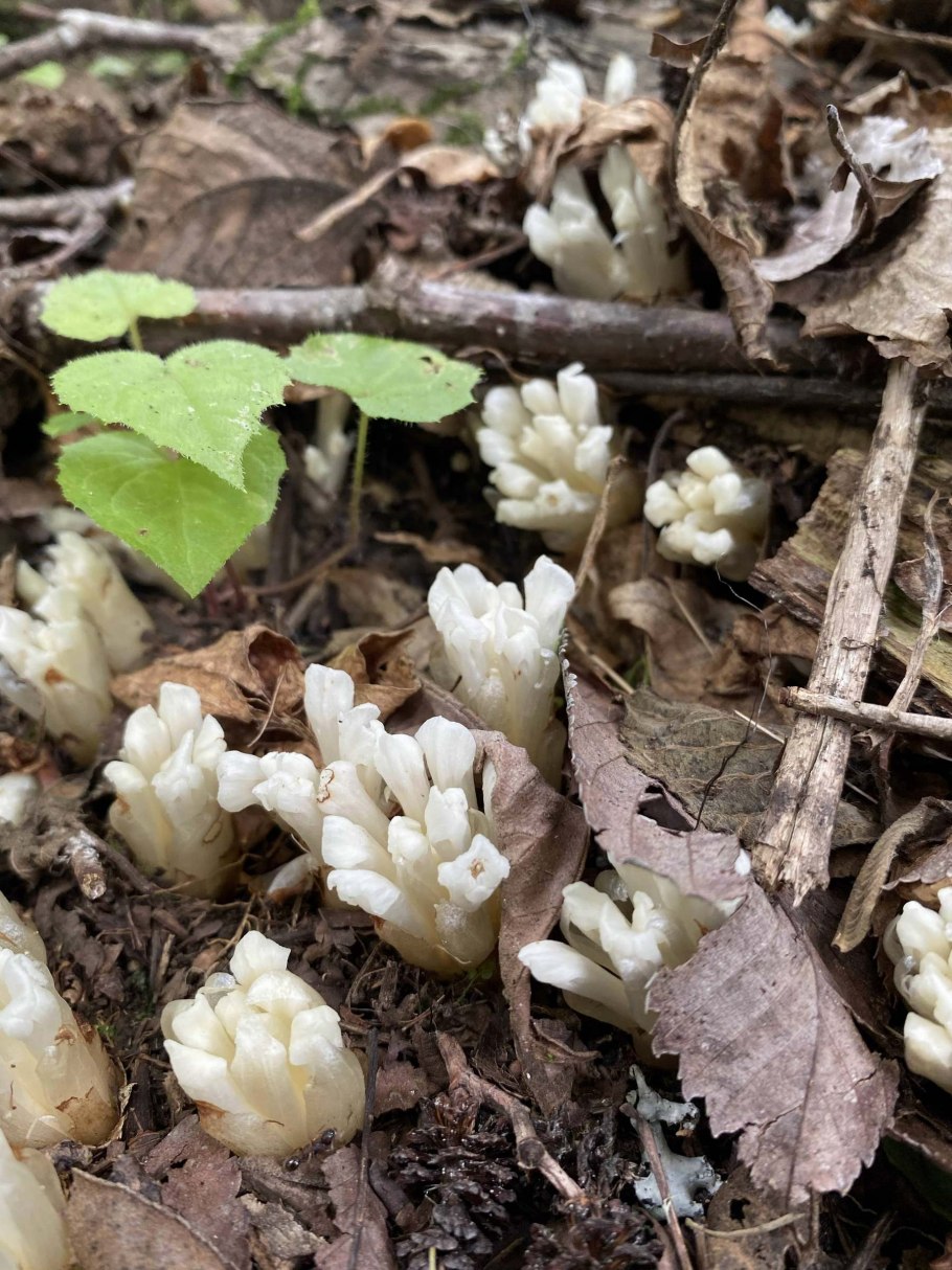 Clavulina coralloides
