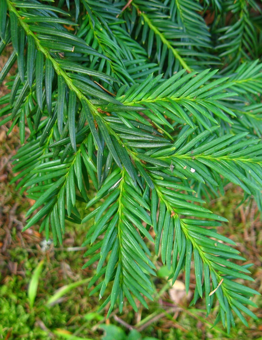 Саженцы Тисс средний Хикси