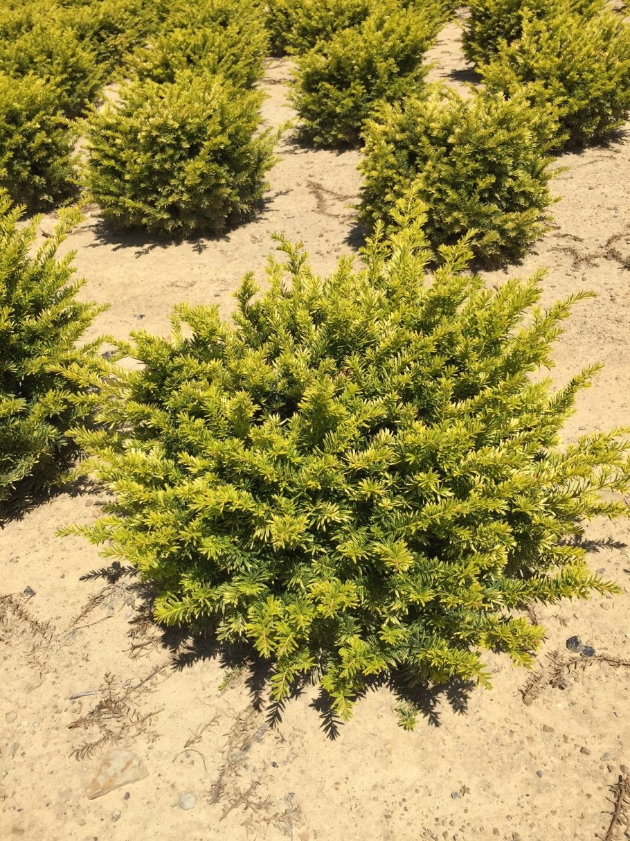 Канадский тис Taxus canadensis
