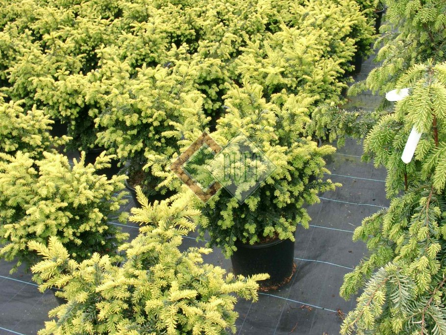 Taxus baccata 'repandens'