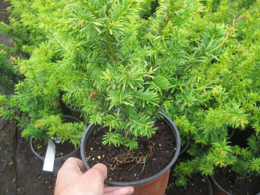 Тисс ягодный repandens