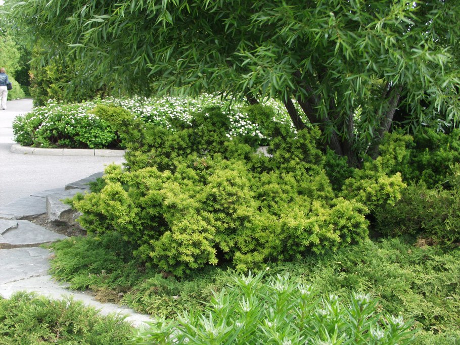 Ареал Taxus baccata