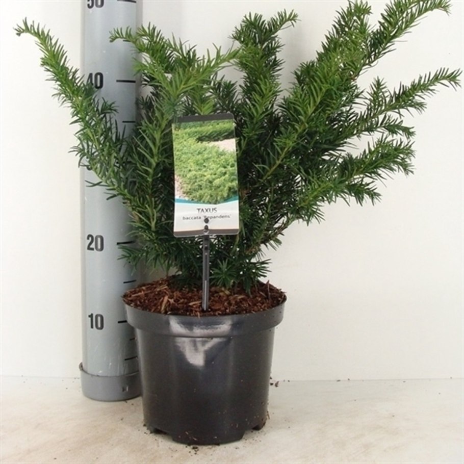 Тис ягодный Репанденс Taxus baccata