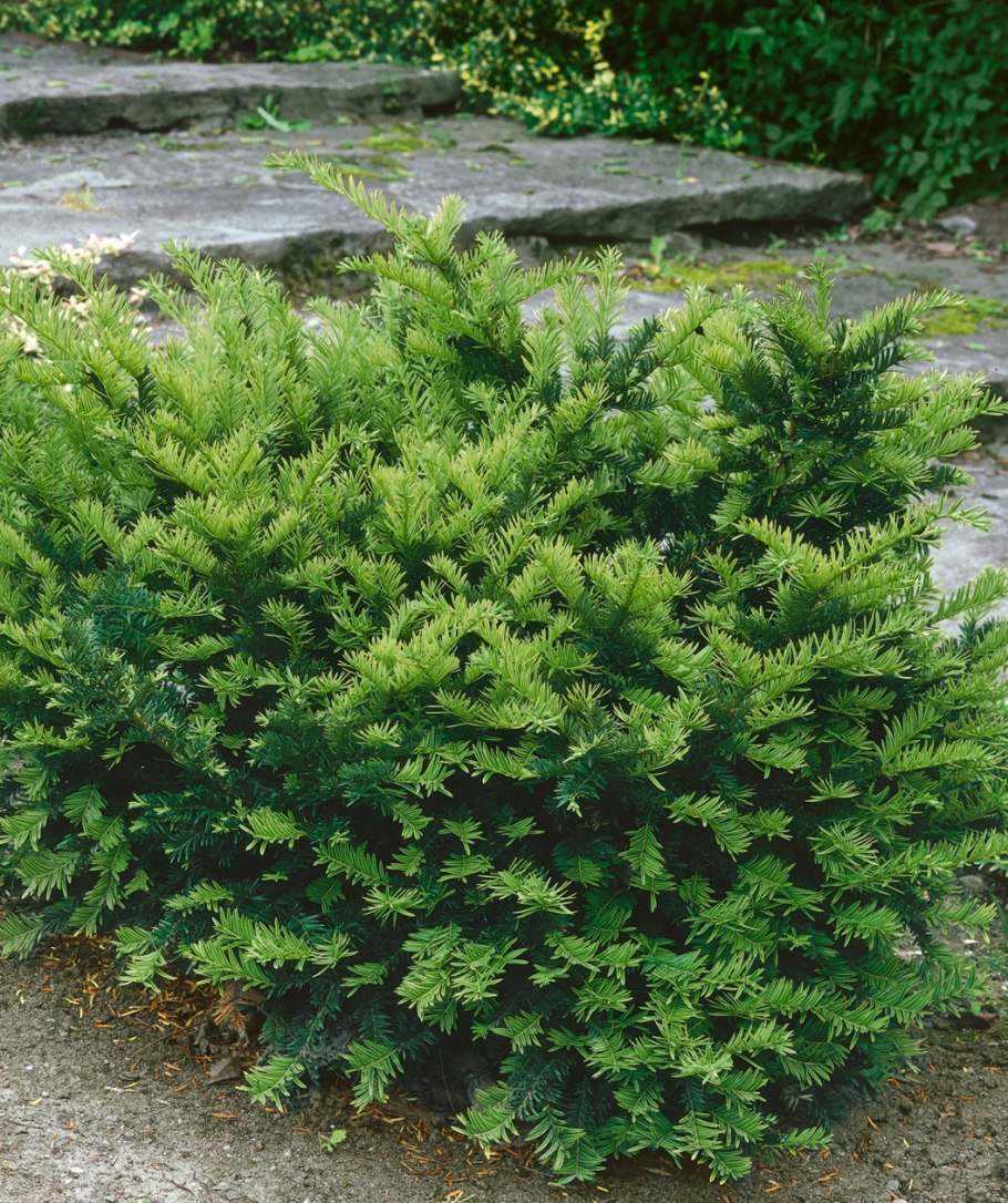 Taxus canadensis