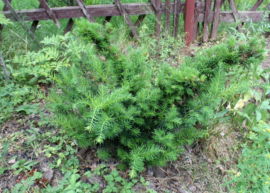 Тис Таксус Бакката Репанденс высота и диаметр