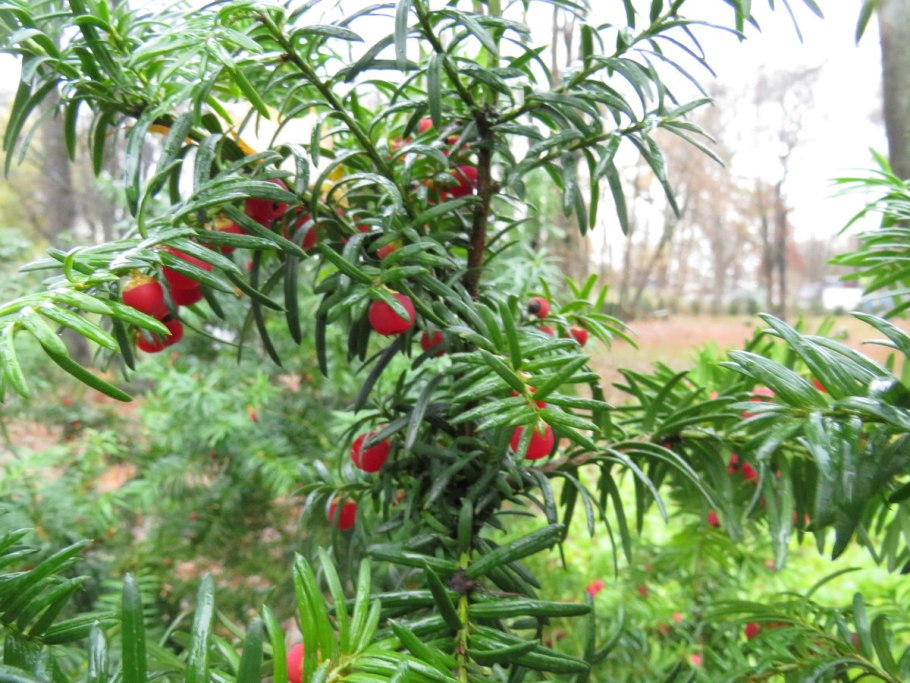 Тис Репанденс