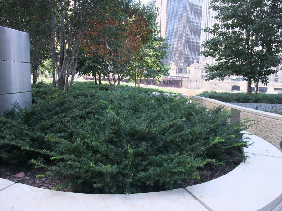 Тис Фастигиата