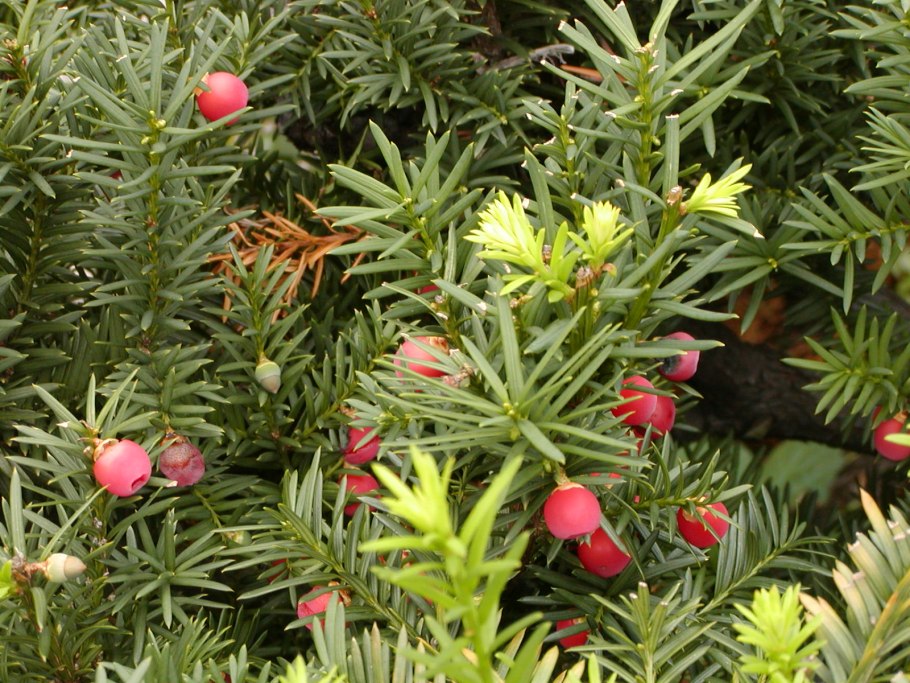 Тис ягодный Taxus baccata elegantissima