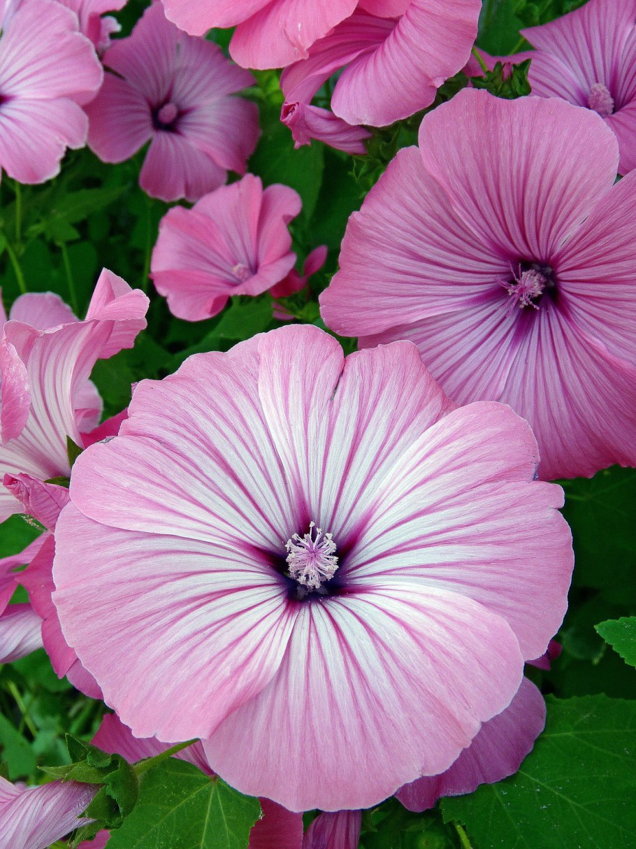 Лаватера Рубин