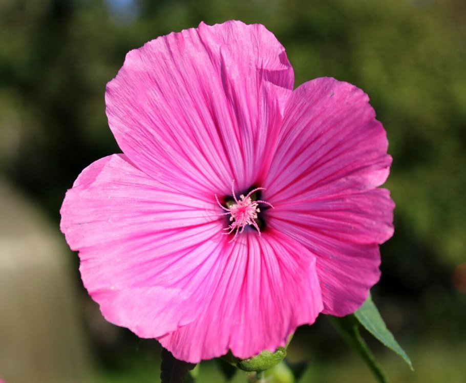 Лаватера красотка