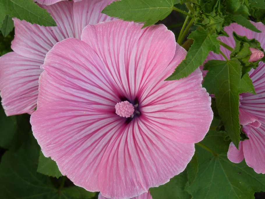 Мальва лаватера