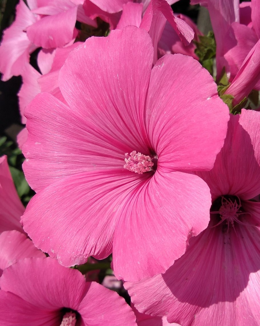 Лаватера тюрингенская многолетняя